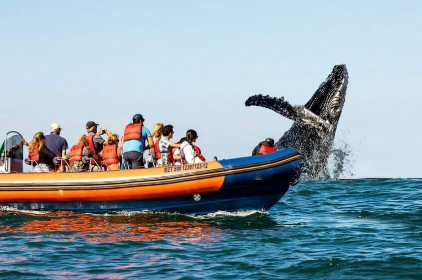 Whale Watching All Over Mazatlan Fun Mazatlan 1.jpeg-Fun Vacation